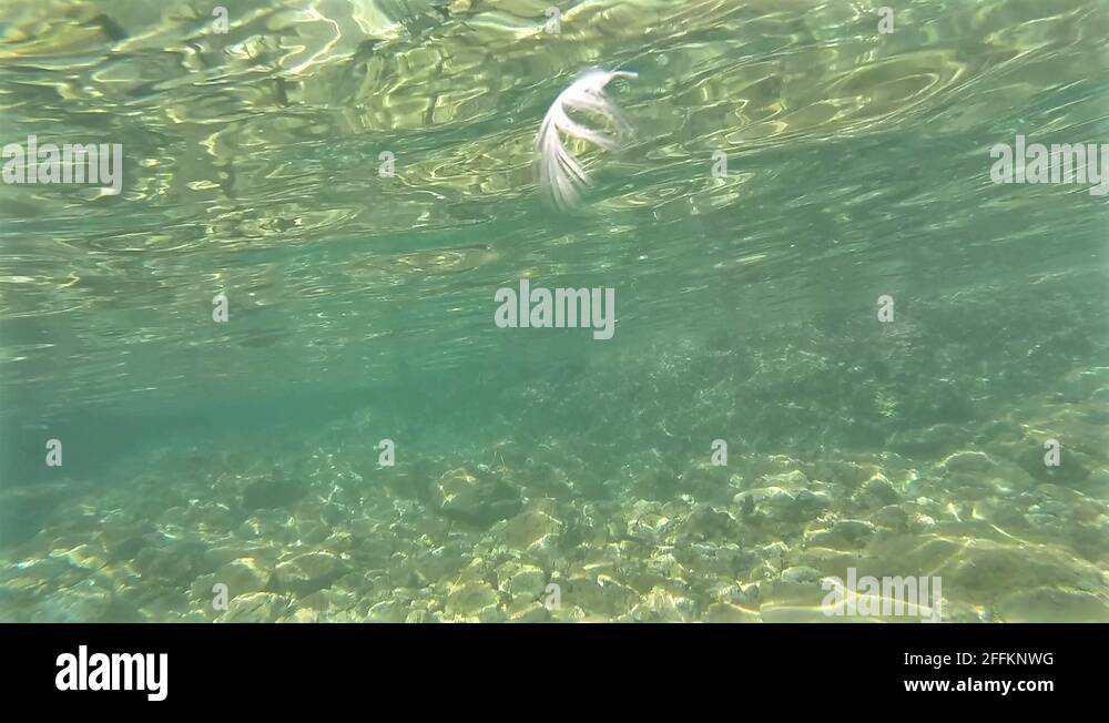 Death underwater Stock Videos & Footage HD and 4K Video Clips Alamy