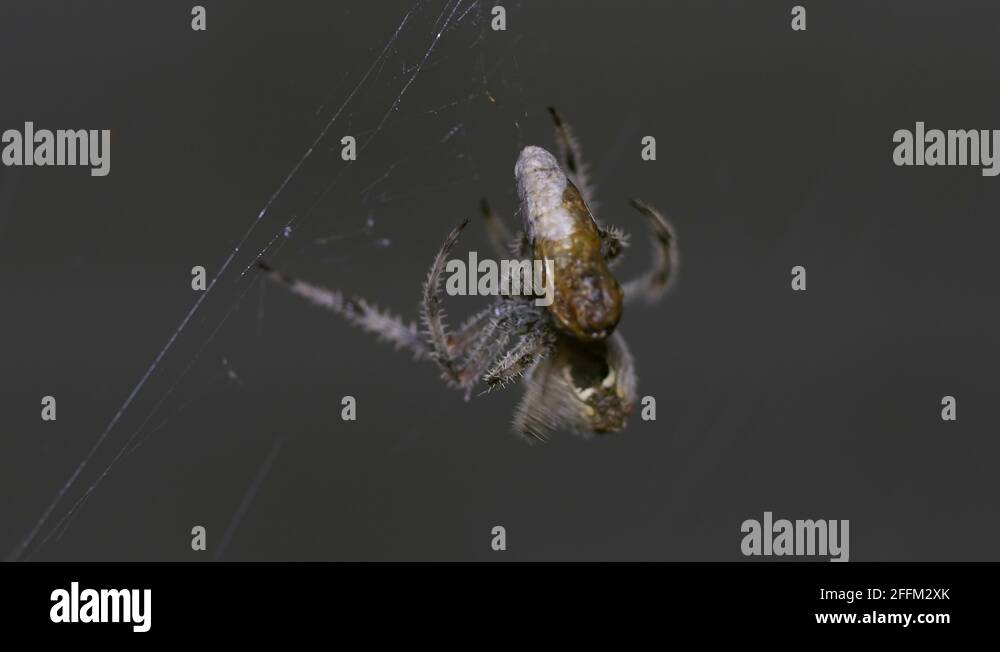 Spider moth prey Stock Videos & Footage HD and 4K Video Clips Alamy