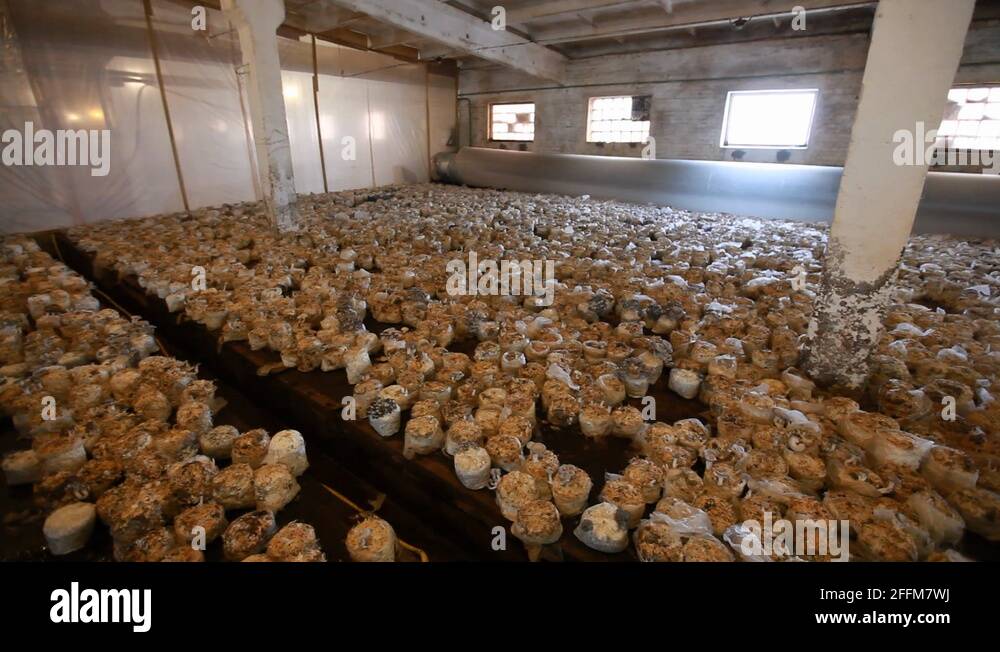 Соломенные грибы. Разведение белых. Шампиньоны в коробке выращивание. Грибная ферма шампиньоны. Грибная ферма шампиньоны.