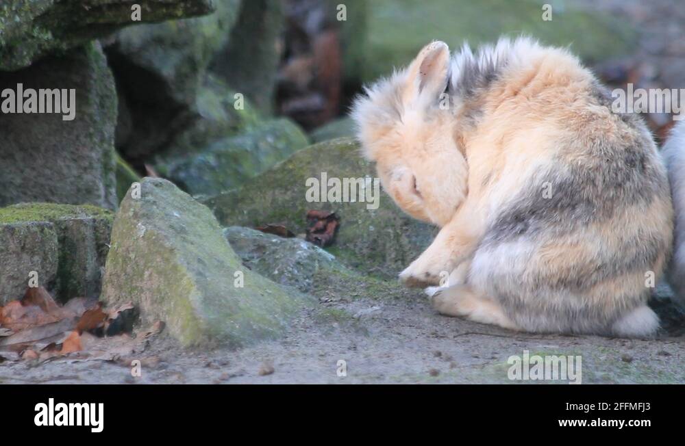 Dwarf bunny Stock Videos & Footage HD and 4K Video Clips Alamy