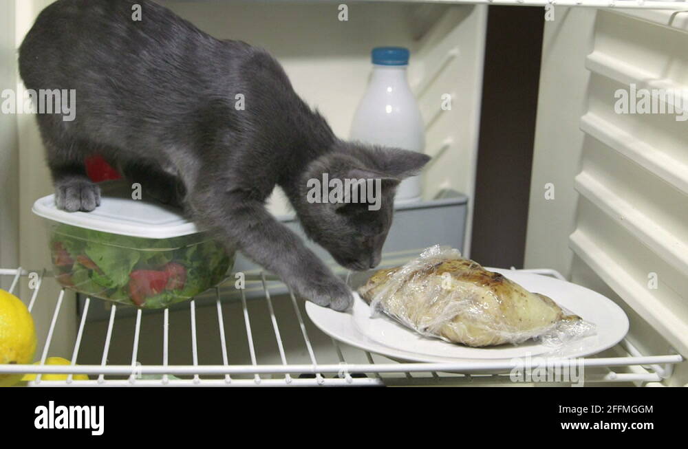 Cat chicken Stock Videos & Footage HD and 4K Video Clips Alamy