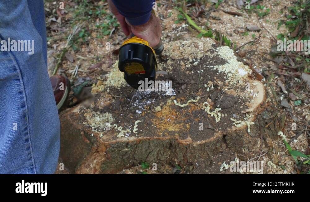 Drill tree stump Stock Videos & Footage HD and 4K Video Clips Alamy