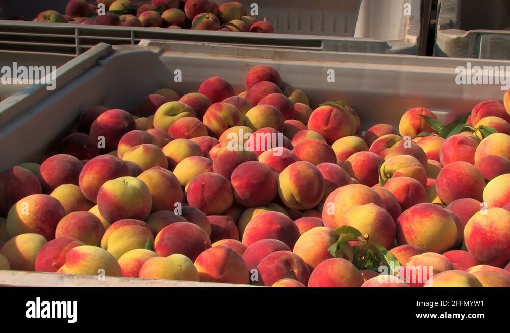 Fresh food transport Stock Videos & Footage HD and 4K Video Clips Alamy