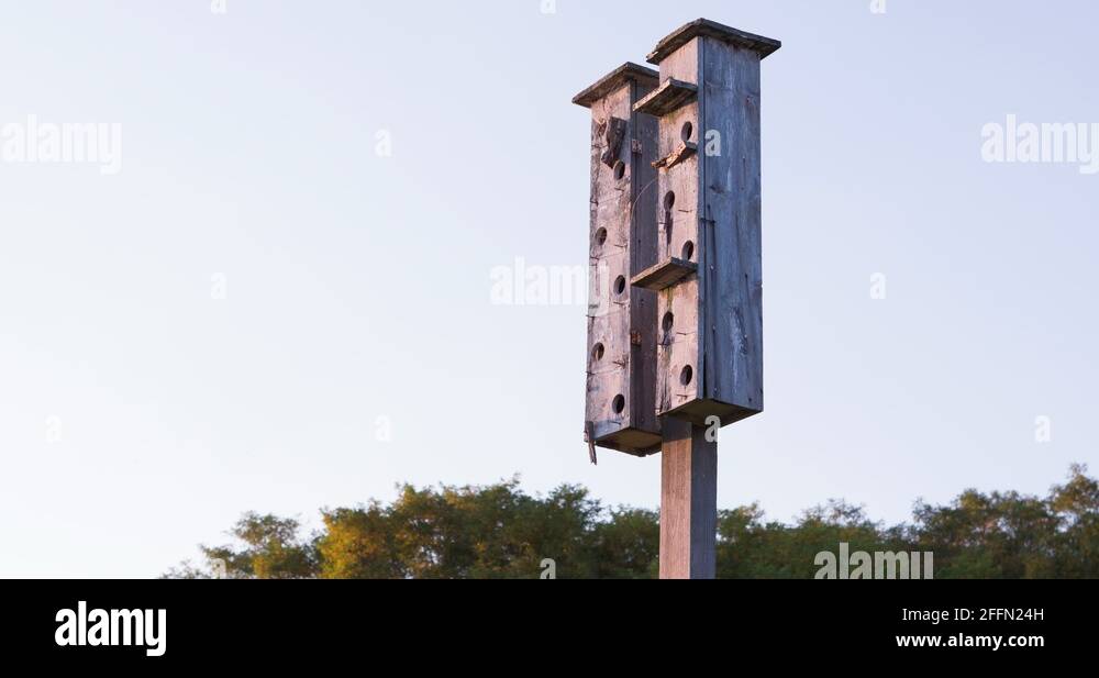 Large Bird house condominium in nature 4k Stock Video Footage Alamy