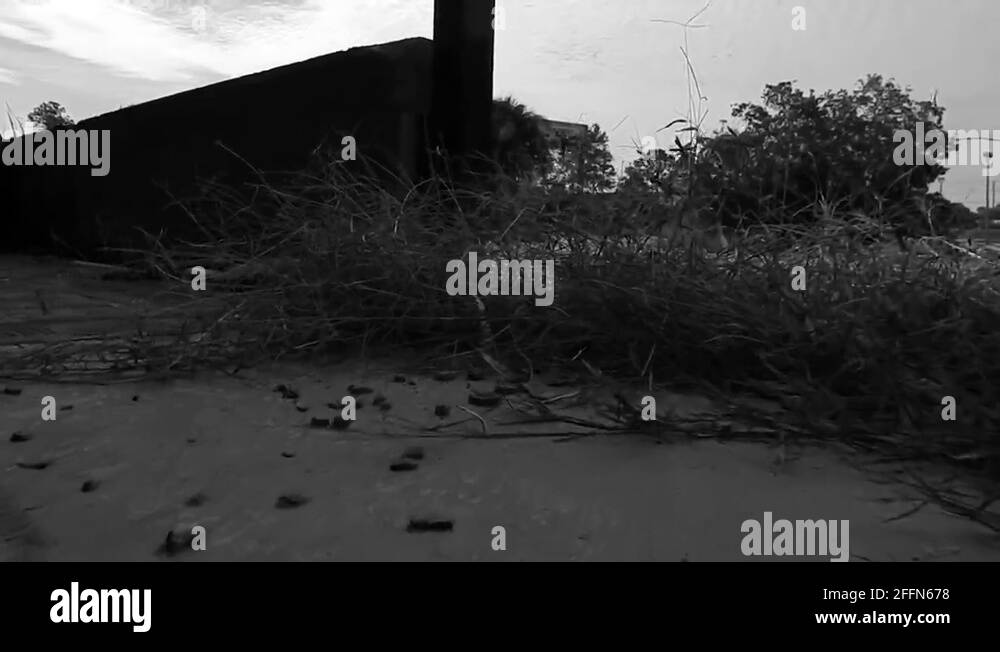 Ground dwelling snake Stock Videos & Footage HD and 4K Video Clips