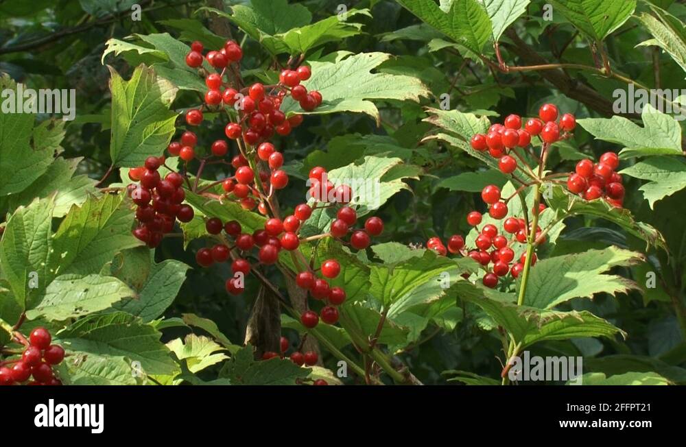 Water elder tree Stock Videos & Footage HD and 4K Video Clips Alamy