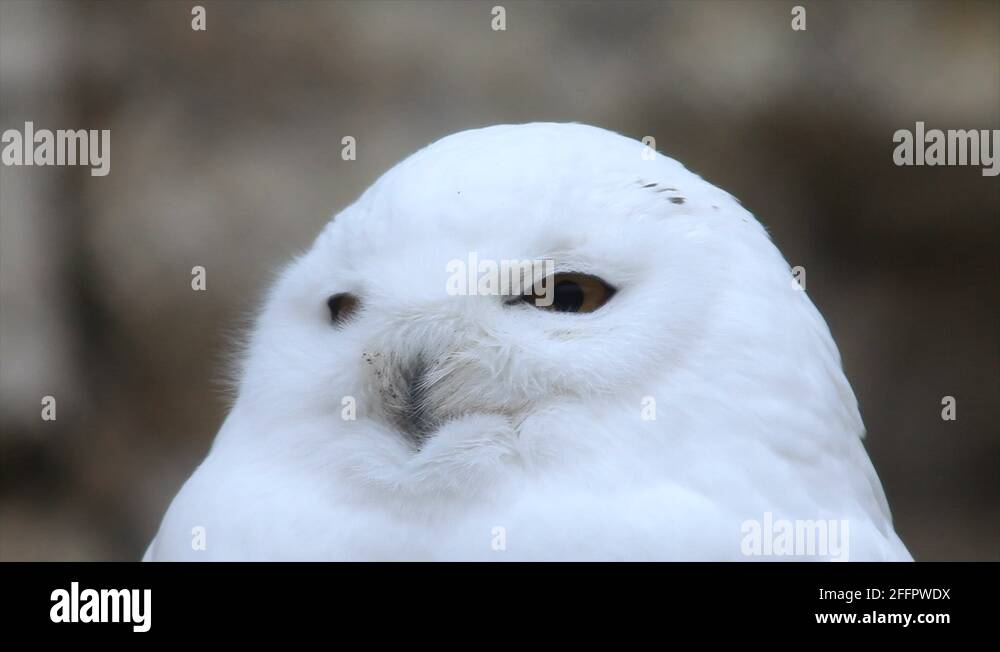 Snowy owl black white Stock Videos & Footage - HD and 4K Video Clips ...