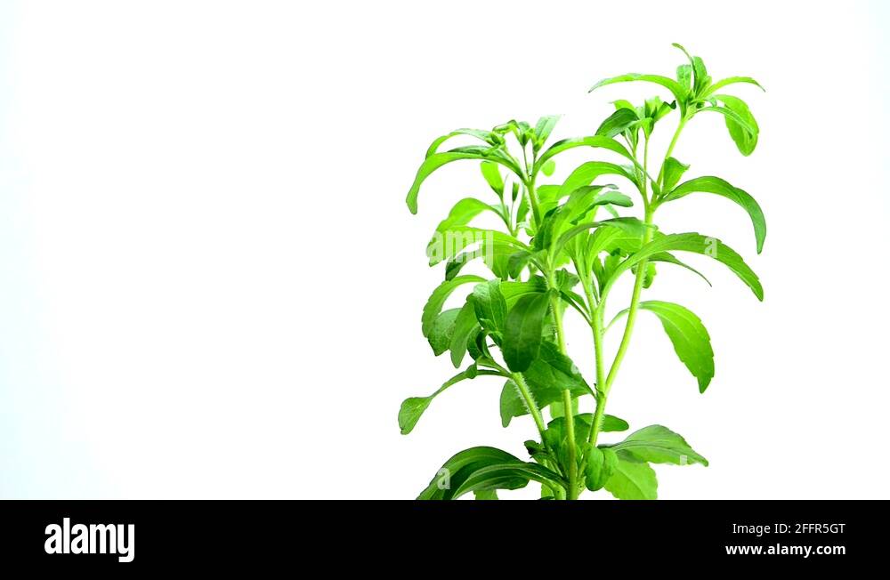 Stevia plant Stock Videos & Footage HD and 4K Video Clips Alamy