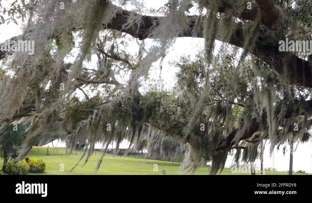 Plant without roots Stock Videos & Footage HD and 4K Video Clips Alamy