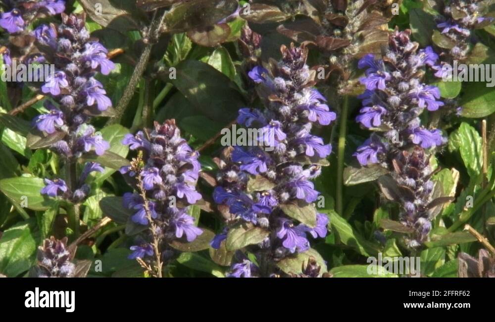 Purple bugleweed Stock Videos & Footage HD and 4K Video Clips Alamy