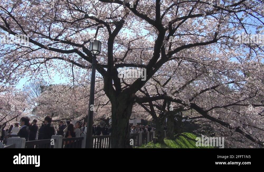 Tourist people enjoy Japanese Sakura cherry tree garden Tokyo landmark ...