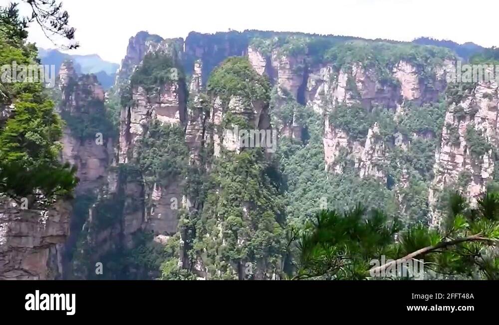 National tree of china Stock Videos & Footage HD and 4K Video Clips