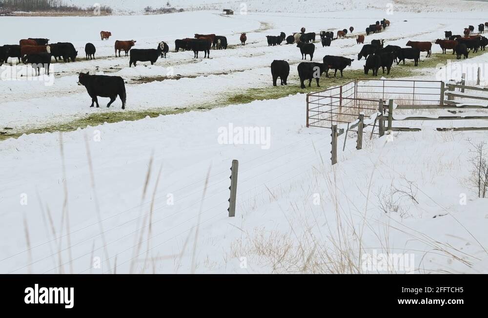 Feeding cattle in winter Stock Videos & Footage HD and 4K Video Clips