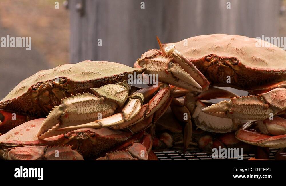 Crabbing nets Stock Videos & Footage - HD and 4K Video Clips - Alamy