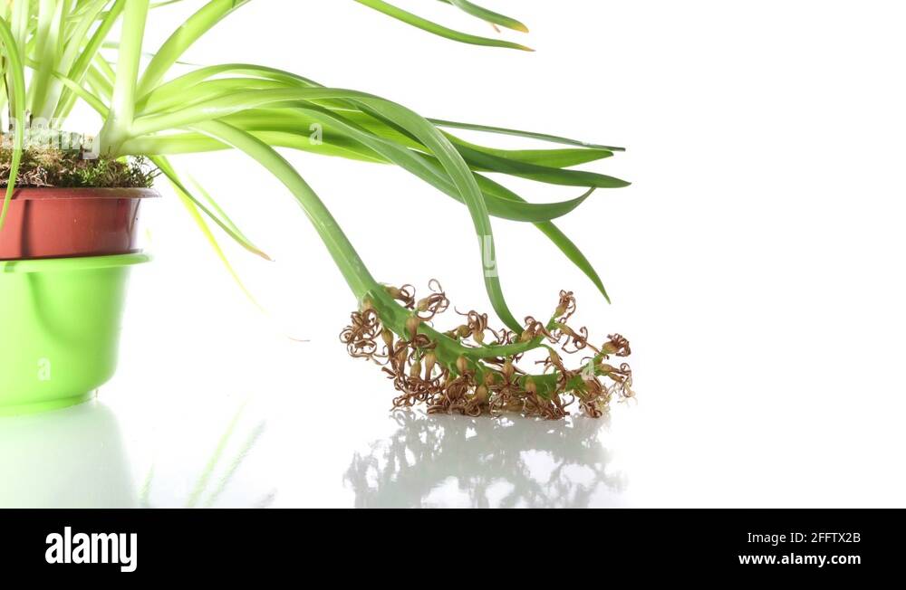 How to dry hyacinth flowers Stock Videos & Footage HD and 4K Video