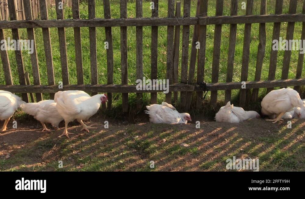 Chicken in landscape Stock Videos & Footage HD and 4K Video Clips Alamy
