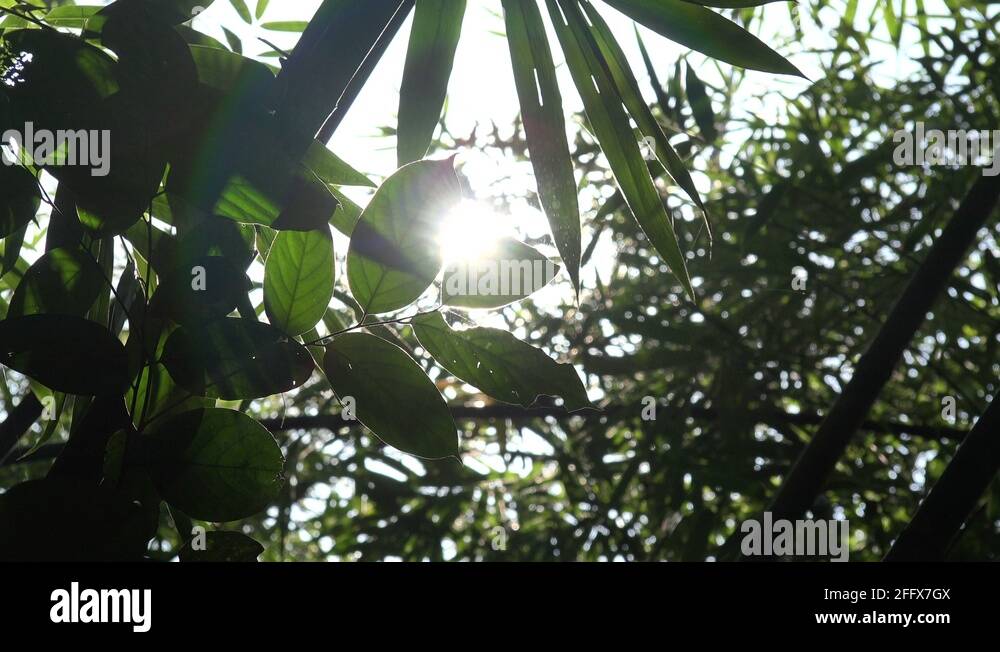 Nature of bangladesh Stock Videos & Footage - HD and 4K Video Clips - Alamy
