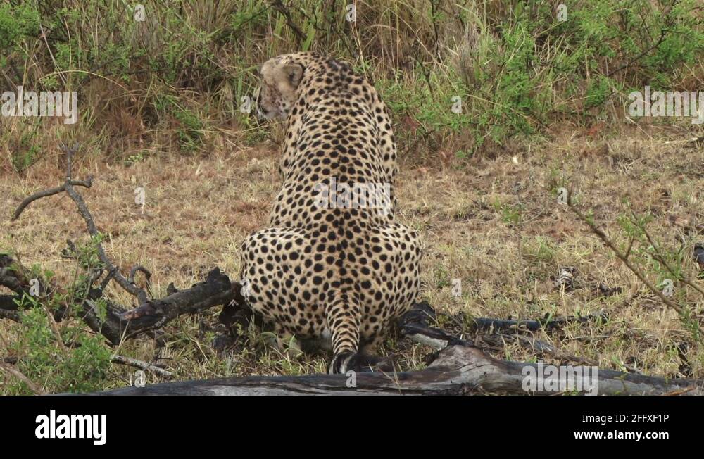 male cheetah showing his testicles Stock Video Footage - Alamy