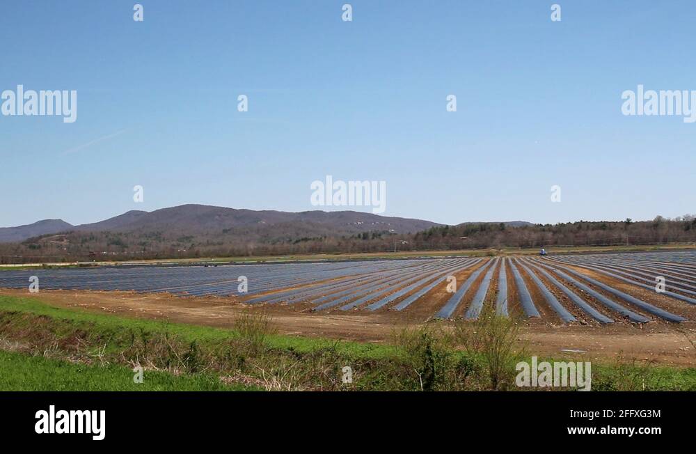 strawberry aasaigal novel strawberry aasaigal novel