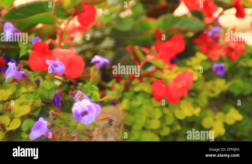 Vivid flowers Stock Video Footage Alamy