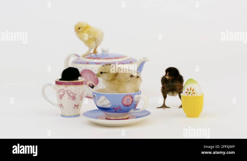 four cute baby chickens easter egg with a tea set and white background