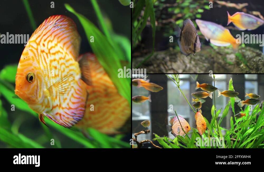 Different colored goldfish Stock Videos & Footage - HD and 4K Video ...