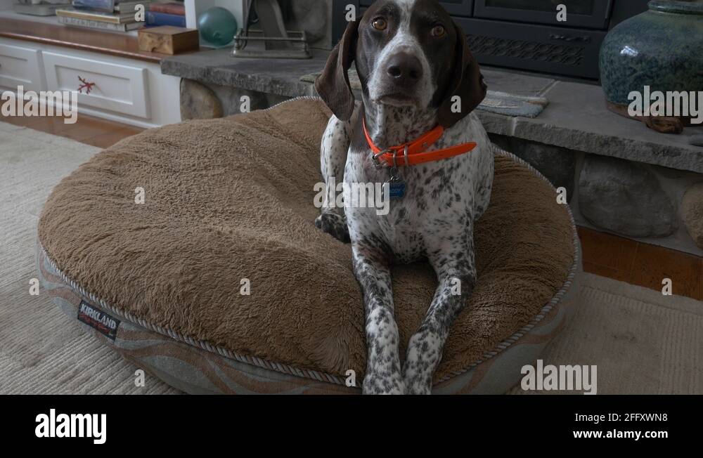 Dog laying down on mat stares at camera Stock Video Footage Alamy