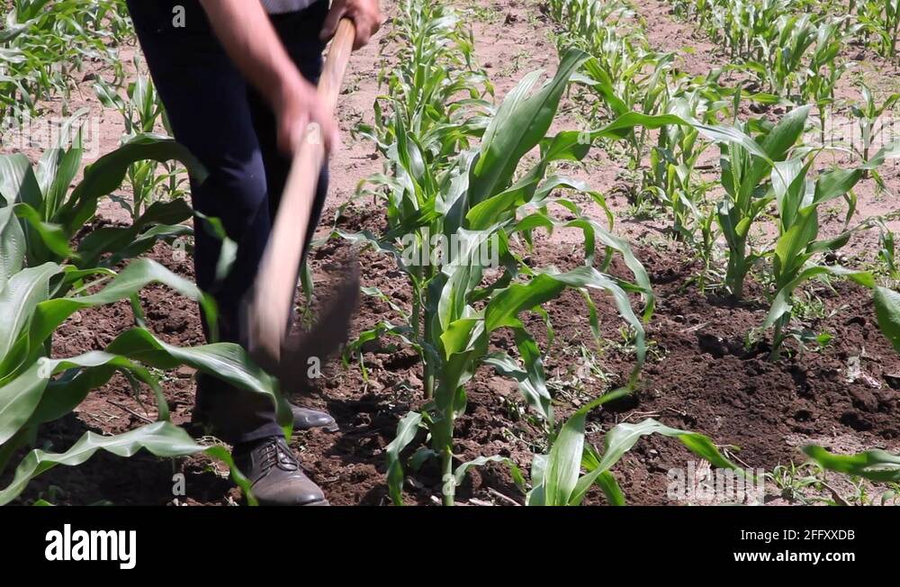 Farmer working land on drought with hoe tool, corn field at organic