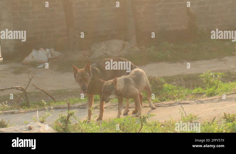 Dog mating Stock Videos & Footage HD and 4K Video Clips Alamy