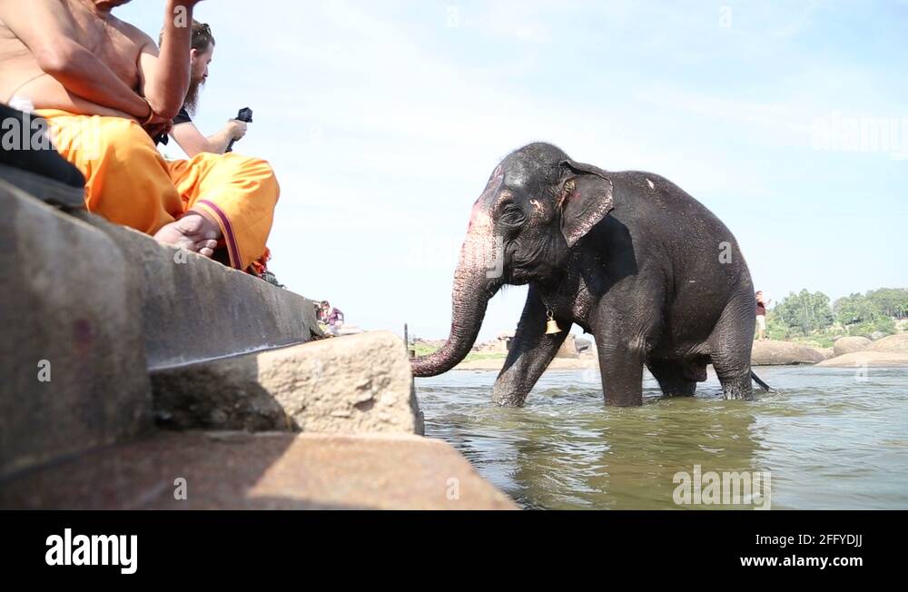 Elephant coming out of the river and climbing the river stairs Stock