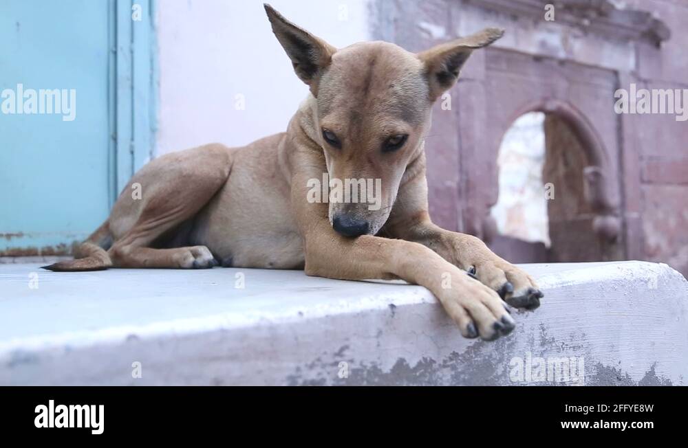 Dog laying on the wall in front of indian house in Jodhpur Stock Video