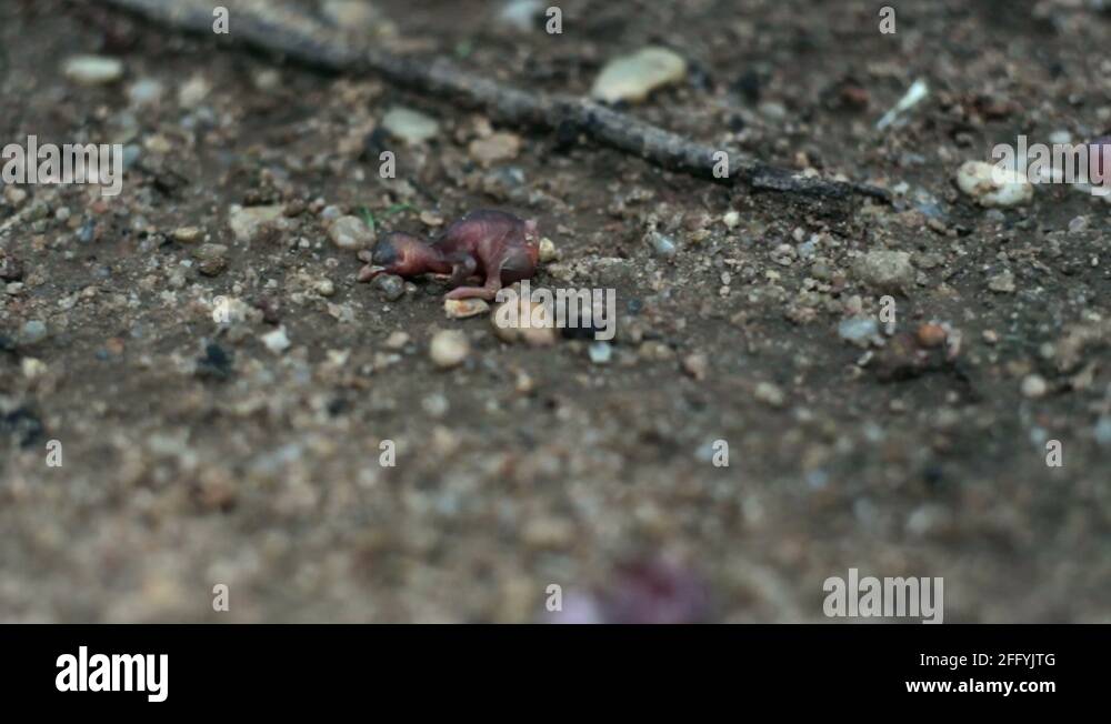 Dead bird egg Stock Videos & Footage HD and 4K Video Clips Alamy