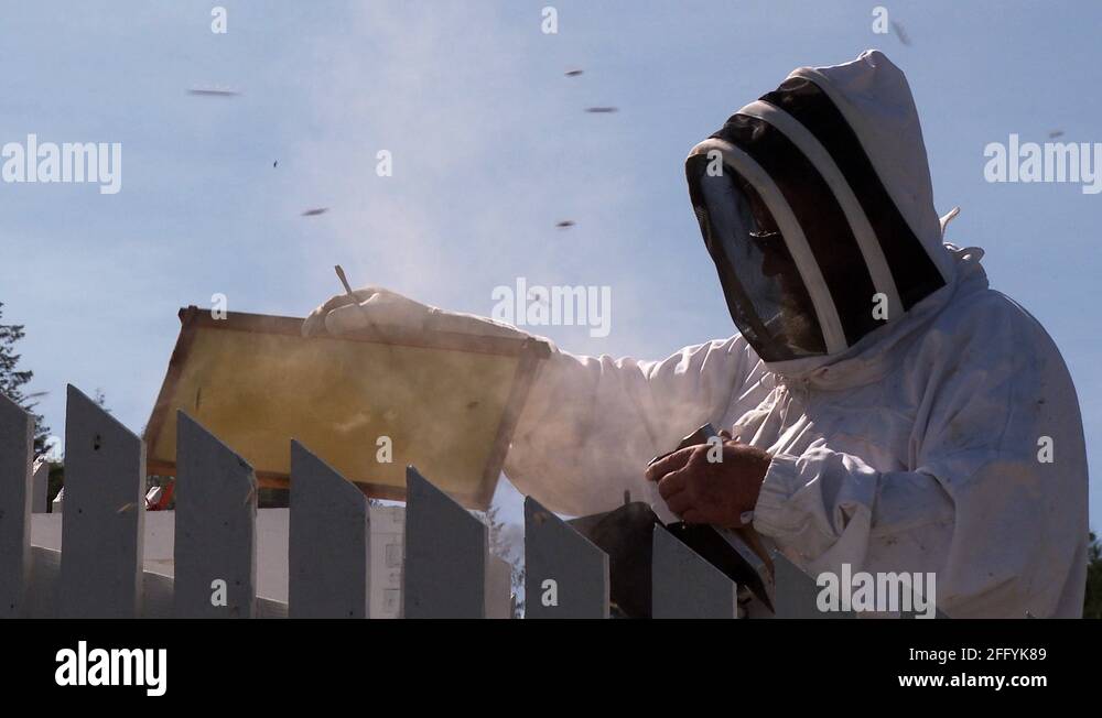 Beekeeper Stock Videos & Footage - HD and 4K Video Clips - Alamy
