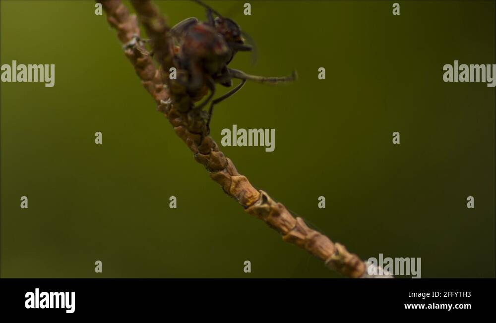 Animal mating Stock Videos & Footage - HD and 4K Video Clips - Alamy