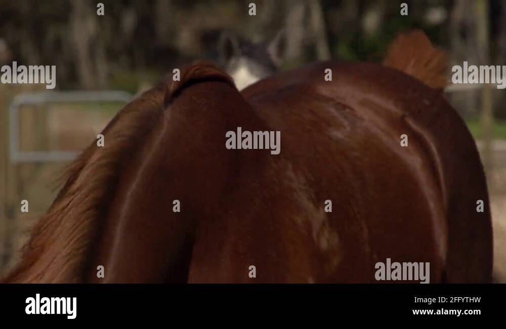 Thoroughbred horse and tail Stock Videos & Footage HD and 4K Video