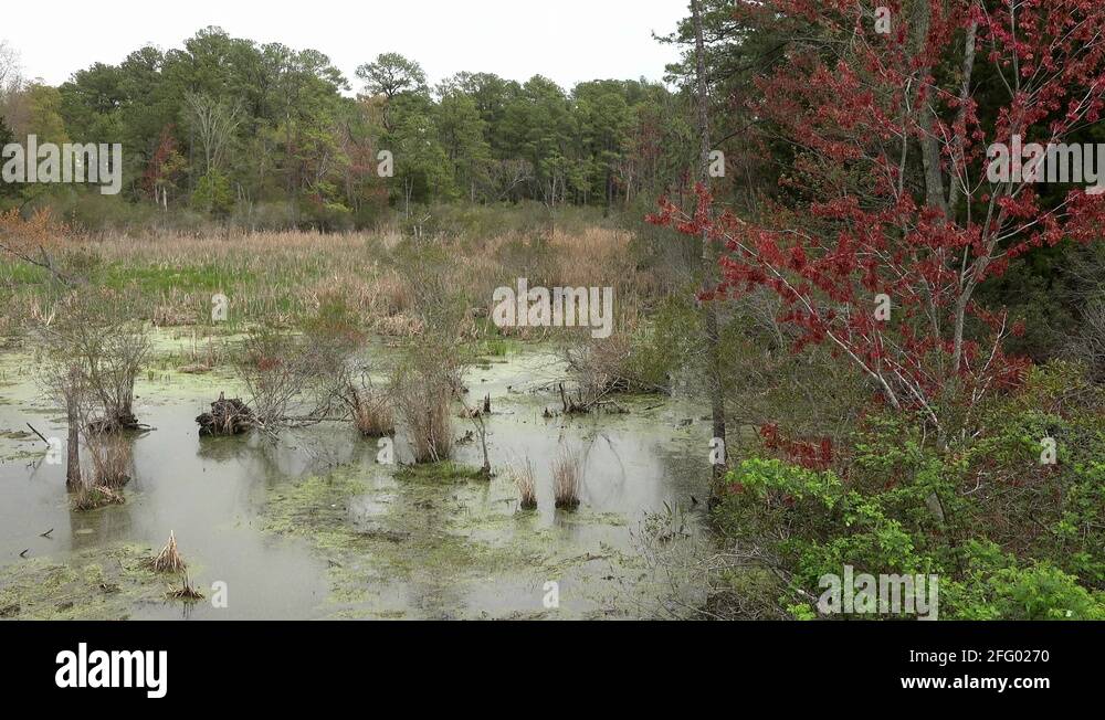 Jamestown Virgina historic settlement swamp land 4K 013 Stock Video Footage Alamy