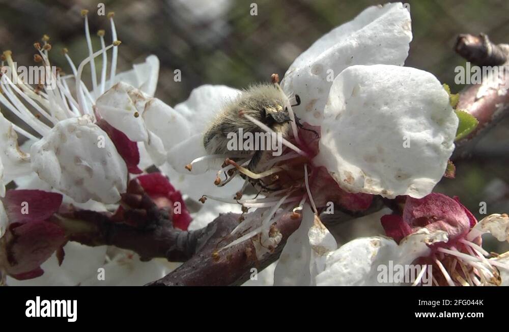 insect eats flower Stock Video Footage Alamy