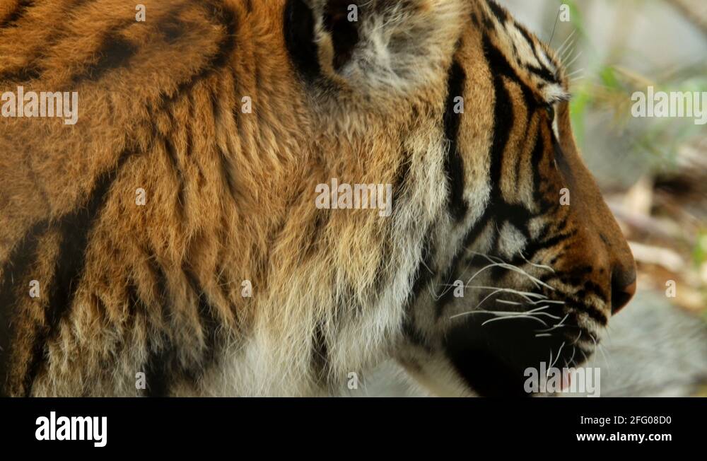Malayan tiger Stock Videos & Footage - HD and 4K Video Clips - Alamy