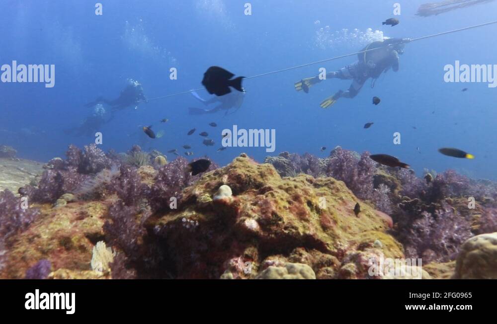 Scuba divers with rope Stock Videos & Footage - HD and 4K Video Clips ...