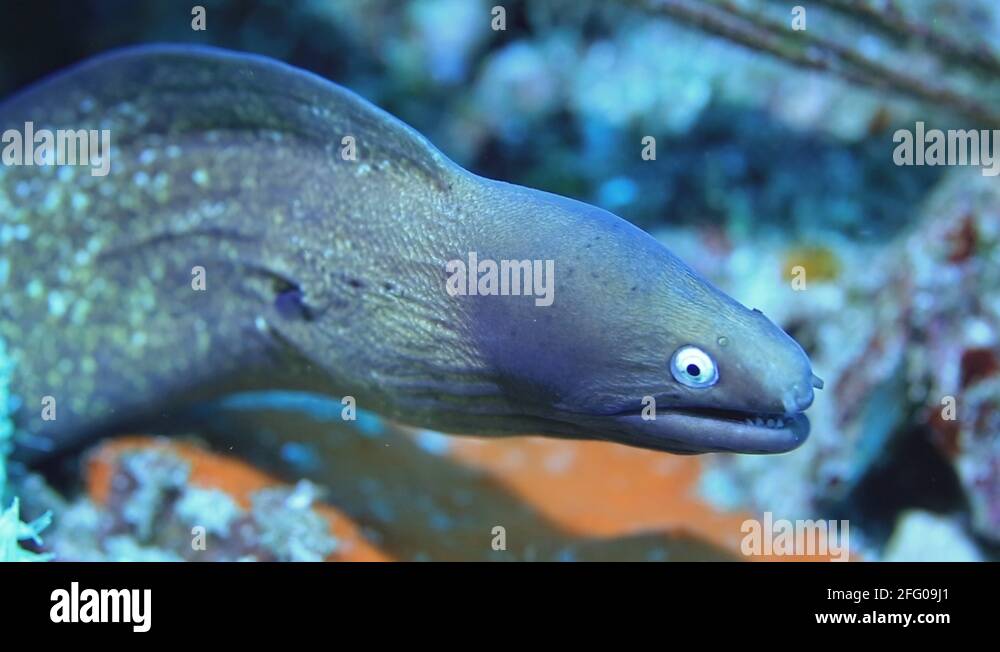 Scary marine animals Stock Videos & Footage - HD and 4K Video Clips - Alamy