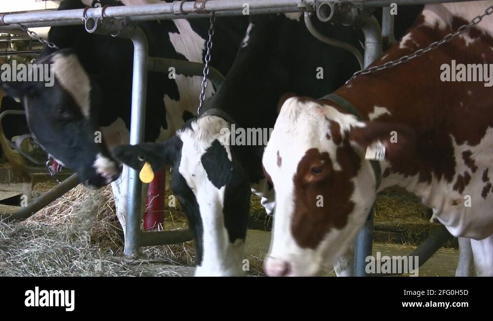 Dairy Cows Are Being Milked Stock Videos And Footage Hd And 4k Video Clips Alamy
