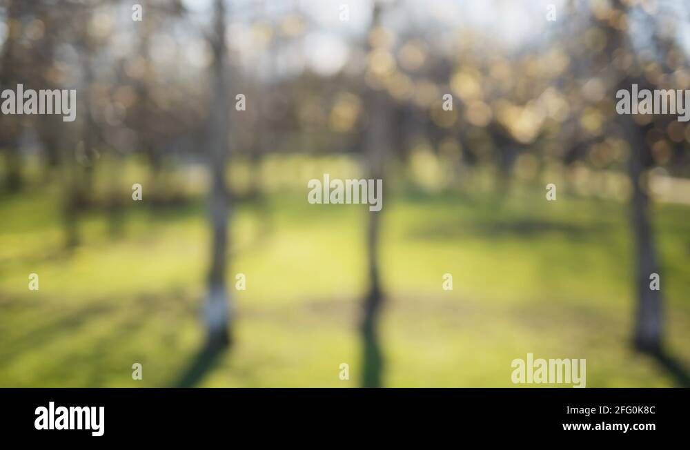 blurred bokeh background in city park spring time, 50mm lens prores hq
