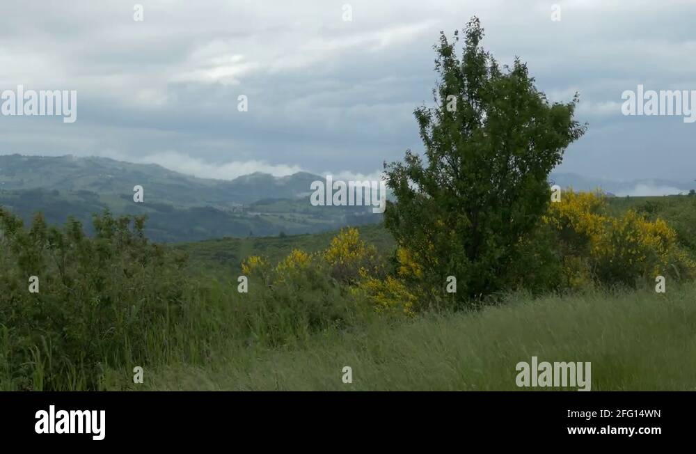 Grass brooms Stock Videos & Footage HD and 4K Video Clips Alamy