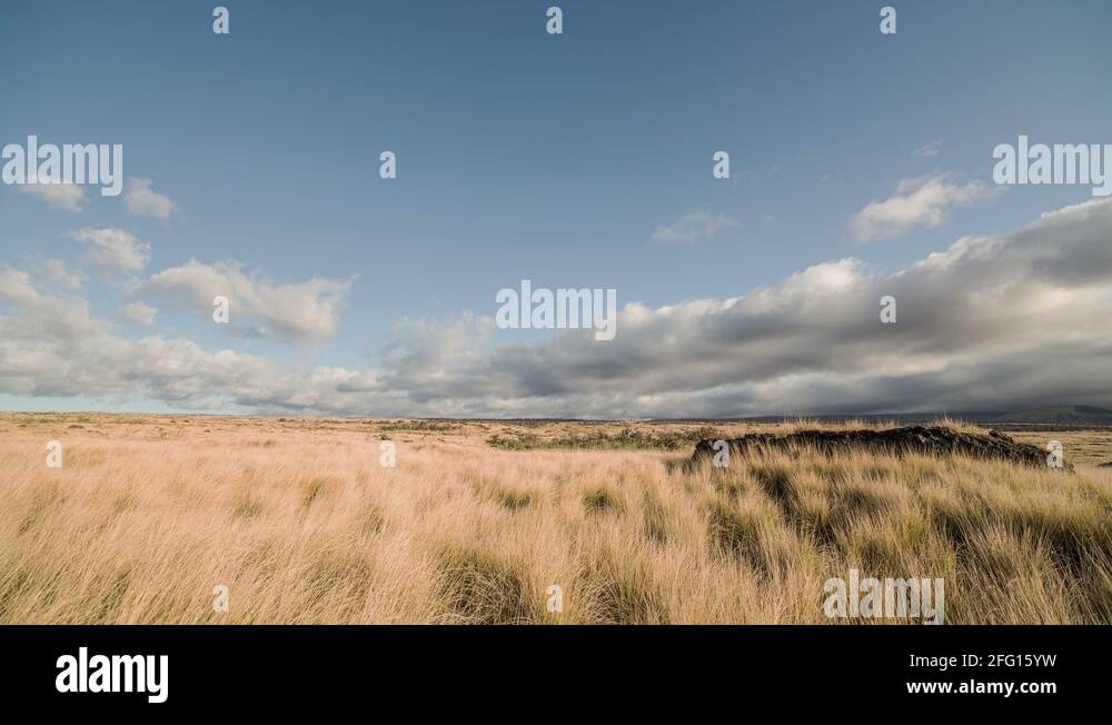 Cattle ranch kohala island hawaii Stock Videos & Footage HD and 4K