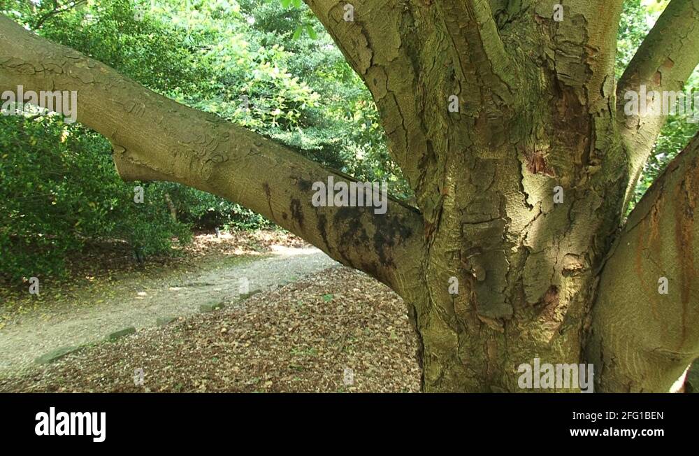 Horse Chestnut Aesculus hippocastanum, bleeding canker symptoms on bark