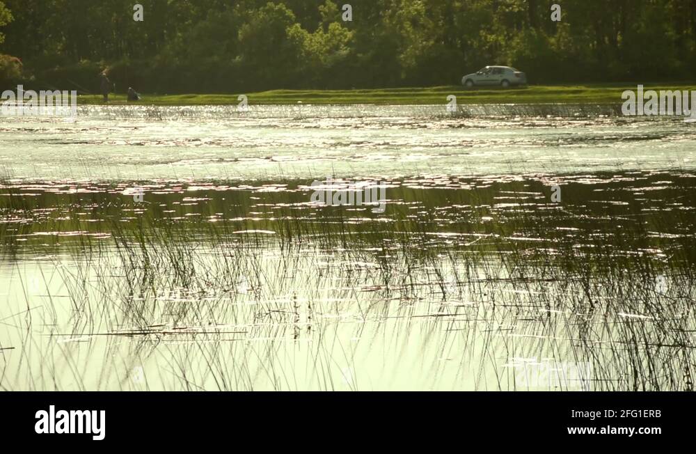 Reed bed habitat Stock Videos & Footage HD and 4K Video Clips Alamy
