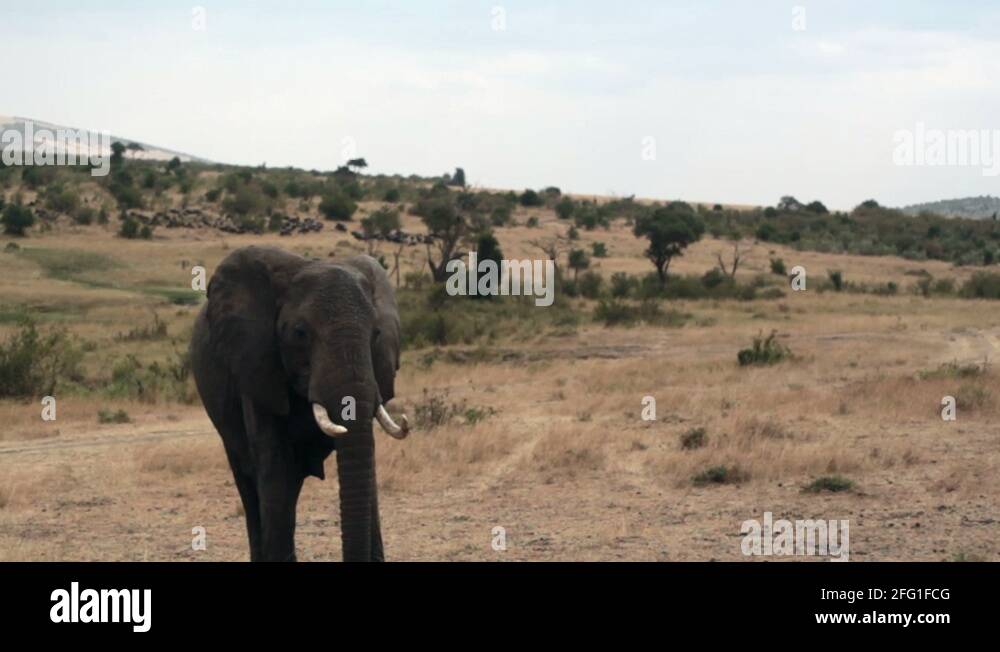 Kenya elephants chasing Stock Videos & Footage HD and 4K Video Clips