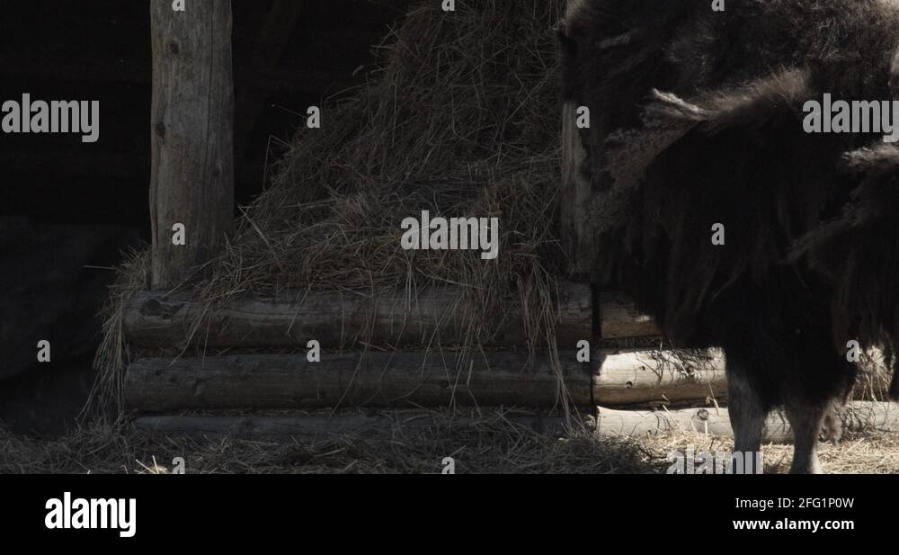 Bovine oxen running Stock Videos & Footage - HD and 4K Video Clips - Alamy