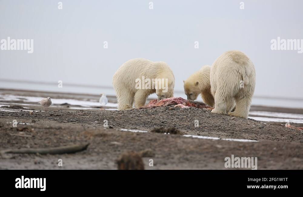 Polar bears eating whale fles Stock Video Footage - Alamy