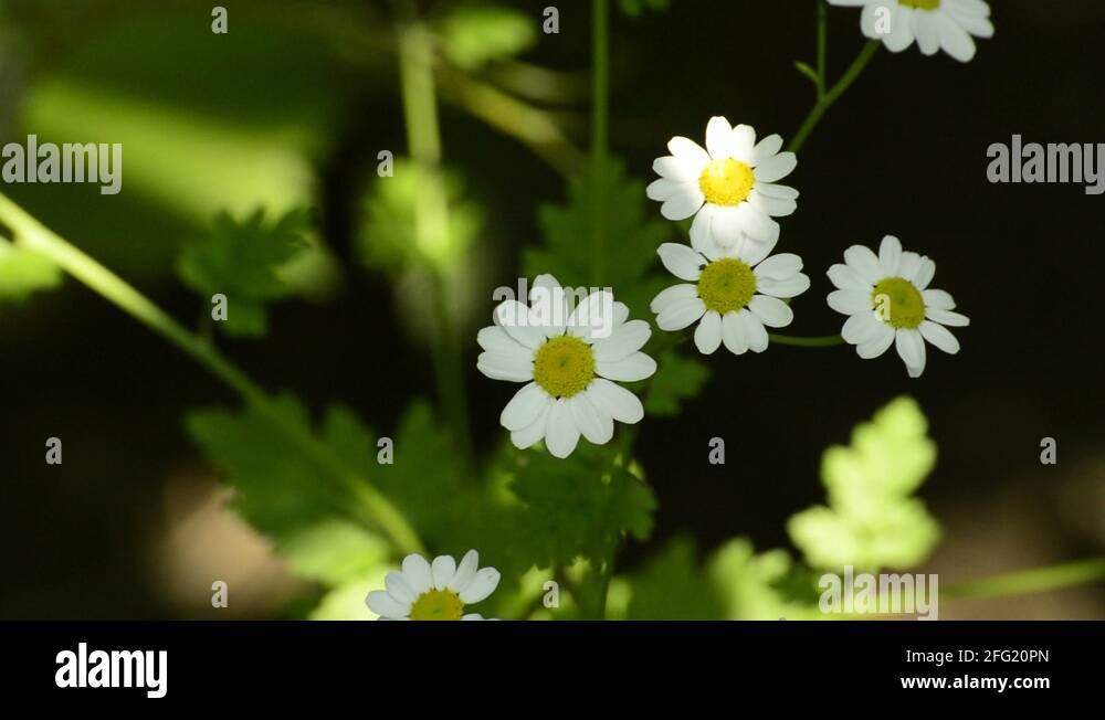 Chrysanthemum parthenium Stock Videos & Footage HD and 4K Video Clips Alamy